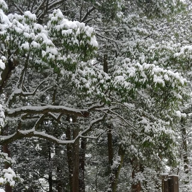 冬に感じる 常緑と落葉のポイント Nakashouの庭