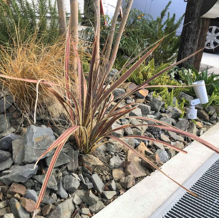 ドライガーデンに欠かせない植物 nakashouの庭 ドライガーデンに欠かせない植物 nakashouの庭