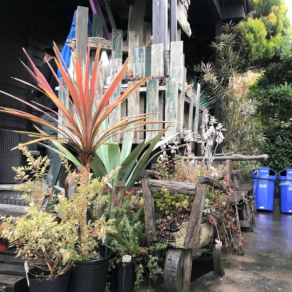 ドライガーデンに欠かせない植物 – nakashouの庭