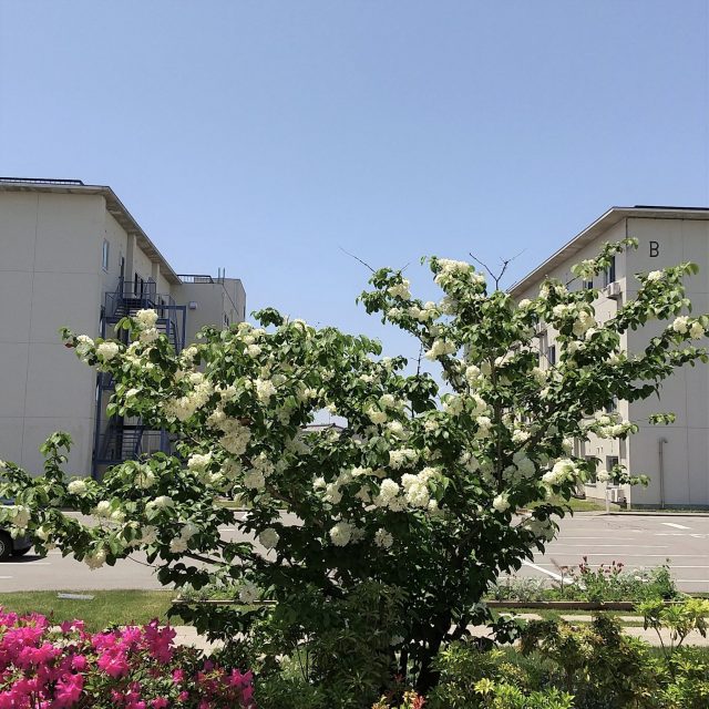 白いお花のお家と呼ばれるようなシンボルツリー Nakashouの庭