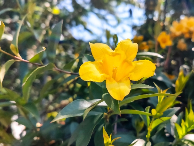 シカ除けにも 毒のある鮮やかな黄色い花 Nakashouの庭