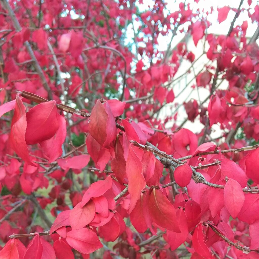 今が旬 紅葉のニシキギ Nakashouの庭